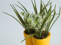 Букет Ренэ/Rene II