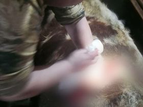 В Сунтарском районе Якутии корове провели успешное кесарево сечение