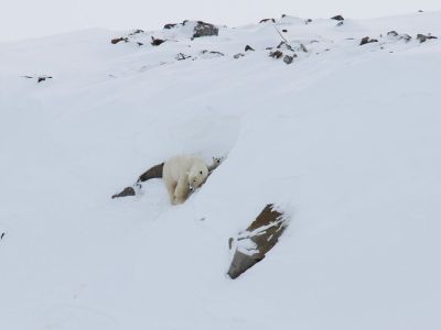 В Якутии Медвежьи острова вновь подтвердили своё название