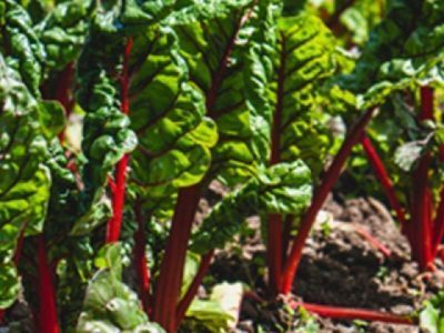 При Роскачестве создан Экспертный совет по органической продукции