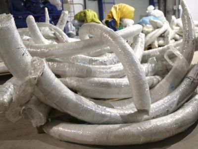 За 2024 год из аэропорта Якутска вывезли более 60 тонн бивней мамонта