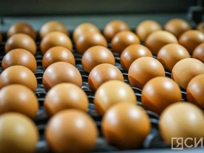 Правительство РФ обнулит пошлины на поставки импортных яиц