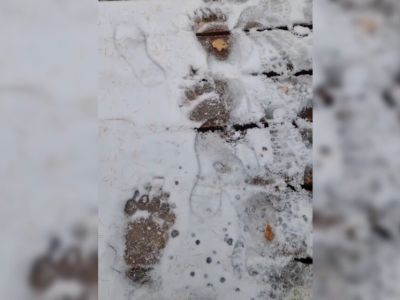 На экотропе нацпарка «Ленские столбы» туристы заметили следы бурого медведя