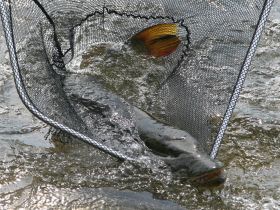 Рыбалка на реках Алдан, Томпо, Хандыга, Барайы, Тукулан, Келя, Тумара