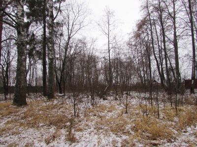 Парк усадьбы Вяземских «Бережки»