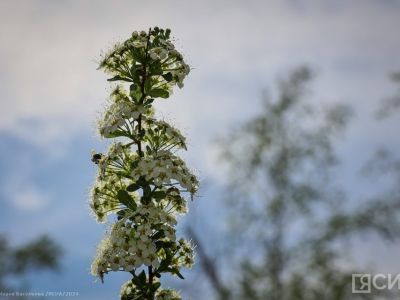 Случаи укусов клещей зарегистрированы в Якутске и 16 районах республики
