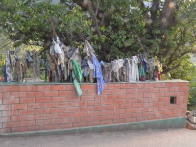 Пир с абрикосовым деревом