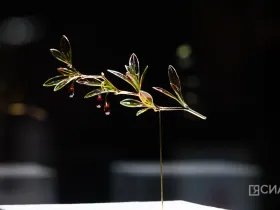 В Якутске открылась выставка Маргариты Зиминой «Цветы России»