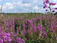 Бородинский военно-исторический музей-заповедник