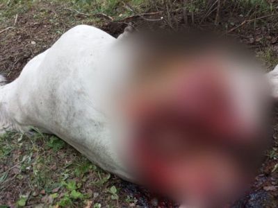 В Чурапчинском районе Якутии медведь задрал лошадь