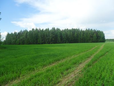 Священная роща