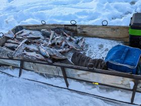 Эксклюзивная трофейная рыбалка на Вилюе: нетронутые места, гарантированный улов.