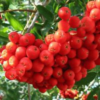 Рябина Алая крупная