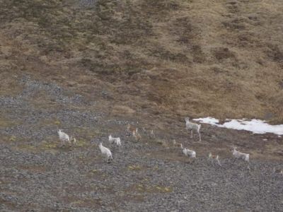 Диких северных оленей посчитали с воздуха в Якутии