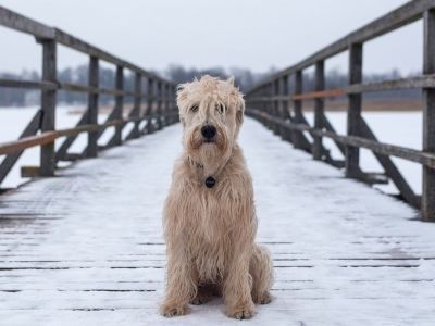 В Якутии за нарушения правил содержания домашних животных владельцы выплатят штраф