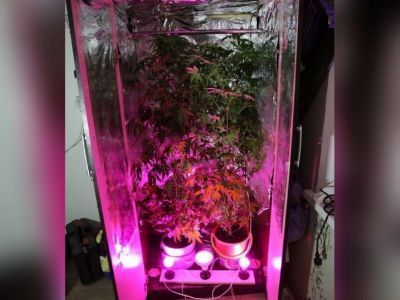 Житель Якутска выращивал коноплю в шкафу для одежды