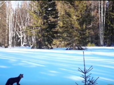 Видеофакт: крошка соболь попал в фотоловушку нацпарка «Ленские столбы» в Якутии
