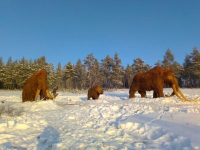 ФОТОФАКТ. В Якутии на прогулку вышли мамонты