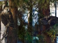 Музей «Дом природы»