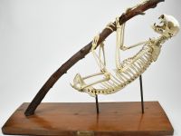 Зоологический музей Томского государственного университета