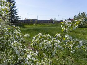«Ранетки лежали под снегом»: история первого в Якутии яблоневого сада