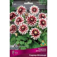 Георгина декоративная Сидлер Штольце