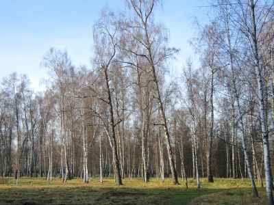 Березовая – "Карамзинская" роща
