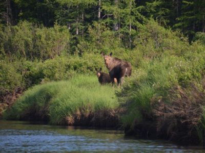 Пожары потушены, но ряд запретов все еще действует