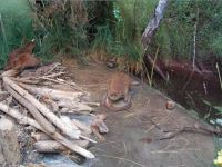 Музей природы г. Владимира