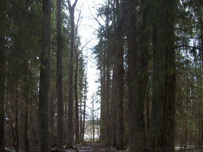 Усадьба Святополка-Мирского. Парк регулярной планировки