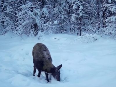 Фотоловушки засняли самца и самку кабарги в нацпарке «Ленские столбы» в Якутии