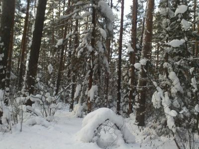 Священная роща