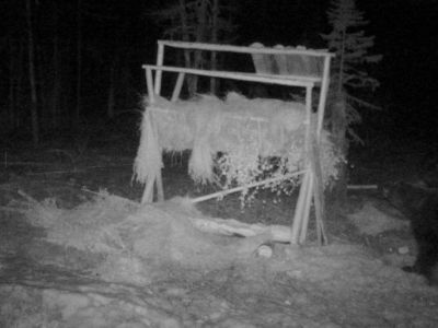 Проснувшийся после зимней спячки медведь попал в объективы камер в Якутии