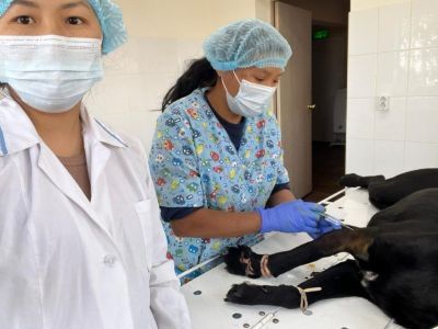 Сенокосилка срезала у собаки лапу в Нюрбинском районе Якутии