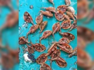 Ихтиолог рассказал о реликтовых существах, обитающих в водоемах Якутии