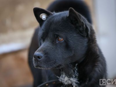 Более 3000 безнадзорных собак отловили в Якутии с начала года