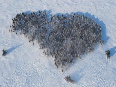 «Это очень романтично»: в Якутии оленевод поздравил жену с 8 Марта, выстроив оленей в форме сердца