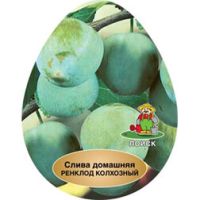 Слива Ренклод колхозный
