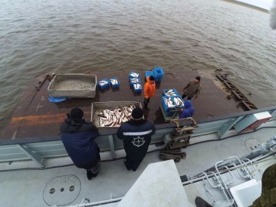 Лососевая путина в России в 2023 году стала второй по вылову в истории наблюдений