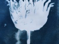 Набор для цианотипии nuance.