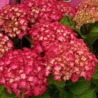 Гортензия крупнолистовая Сельма