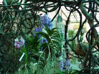 Музей орхидей