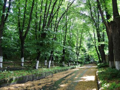 Парк (1,2 га), кон. XIX в. - нач. XX в.