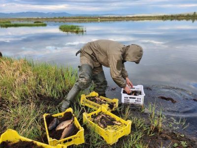 В Оймяконском районе в озёра выпустили более 260 золотых карасей