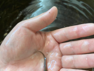 АЛРОСА выпустила 100 000 штук молоди чира в Вилюй