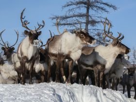 «Discovery of Arctic Yakutia»