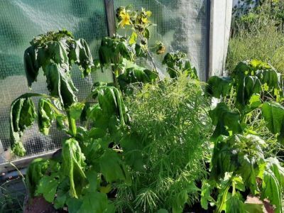 Фотофакт: в Усть-Алданском районе Якутии зафиксировали первые заморозки