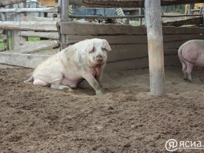 Число циркулирующих в мире штаммов АЧС сократилось до шести