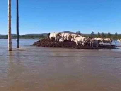 В Оймяконском районе высокая вода отрезала доступ к части отогнанных заранее коров