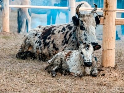 Выход на летние фермы в Якутии запланирован на 22 мая